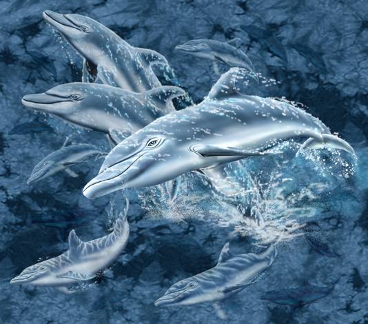 17 dolphins