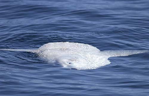 6(б). Оcean sunfish. Рыба-луна. Mola mola. Достигает в длину 3 м и веса 1410 кг.   Зафиксирована поимка сверхгиганта длиной 5,5 м