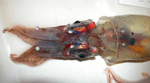 13. Firefly squid. Светлячок. Они утверждают, что это единственный из головоногих, у которого цветное зрение.