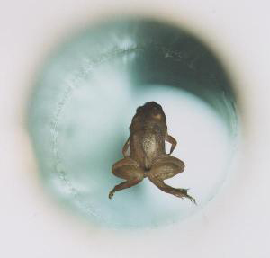 Лягушка, подвешенная в магнитном поле