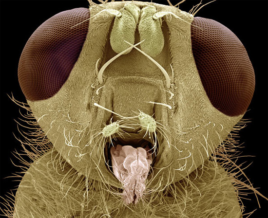 Голова желтой навозной мухи (Scatophaga stercoraria)