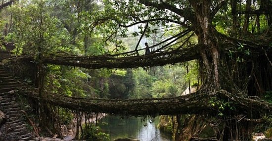 Мост из корней