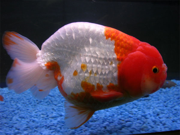 Золотая рыбка – «Красная шапочка»