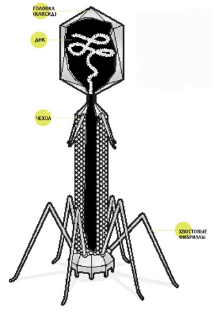 вирус — бактериофаг