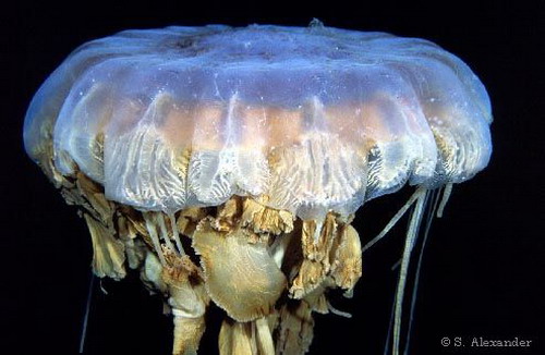 Гигантские медузы: Рис.5