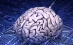 Мифы и факты о работе человеческого мозга